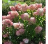 Гортензия Мэджикал Свит Саммер (Sweet Summer) С 2,5;  3 года